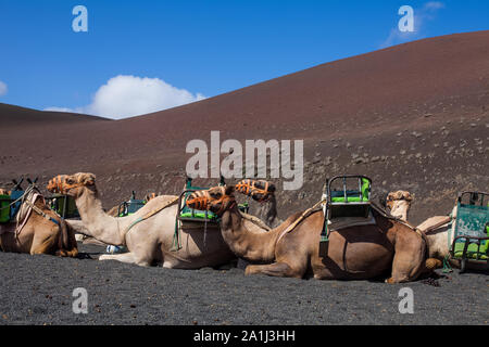 Kamele mit Schnauze ruhen und warten auf Touristen für Kamelreiten in der Wüste von Timanfaya Park, Lanzarote, Spanien zu gelangen Stockfoto