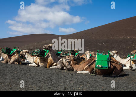 Kamele mit Schnauze ruhen und warten auf Touristen für Kamelreiten in der Wüste von Timanfaya Park, Lanzarote, Spanien zu gelangen Stockfoto