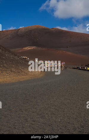 Kamele mit Schnauze ruhen und warten auf Touristen für Kamelreiten in der Wüste von Timanfaya Park, Lanzarote, Spanien zu gelangen Stockfoto