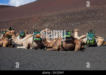 Kamele mit Schnauze ruhen und warten auf Touristen für Kamelreiten in der Wüste von Timanfaya Park, Lanzarote, Spanien zu gelangen Stockfoto