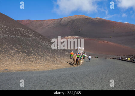 Kamele mit Schnauze ruhen und warten auf Touristen für Kamelreiten in der Wüste von Timanfaya Park, Lanzarote, Spanien zu gelangen Stockfoto