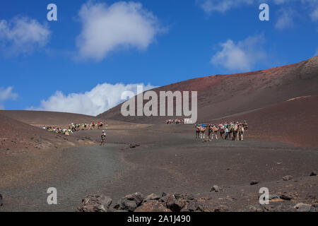 Kamele mit Schnauze ruhen und warten auf Touristen für Kamelreiten in der Wüste von Timanfaya Park, Lanzarote, Spanien zu gelangen Stockfoto