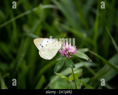 Eine Vielzahl von getrübt Blass gelben Schmetterling, möglicherweise Colias erate, Feeds von Clover Knospen an einem kleinen Gebirgsbach in Japan. Stockfoto
