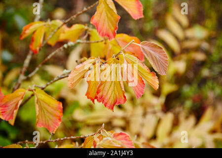 Colorful autumn leaves on a Witch Hazel,in a garden. Stockfoto