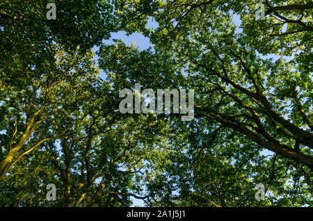 Woodland Szenen in Dumfries und Galloway Schottland Großbritannien Stockfoto