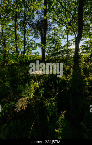 Woodland Szenen in Dumfries und Galloway Schottland Großbritannien Stockfoto