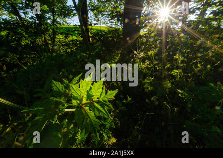 Woodland Szenen in Dumfries und Galloway Schottland Großbritannien Stockfoto