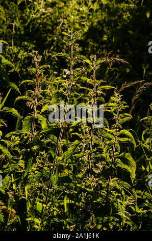 In der Nähe von brennnesseln in Dumfries und Galloway Schottland Großbritannien Stockfoto