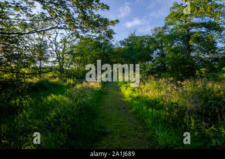Woodland Szenen in Dumfries und Galloway Schottland Großbritannien Stockfoto