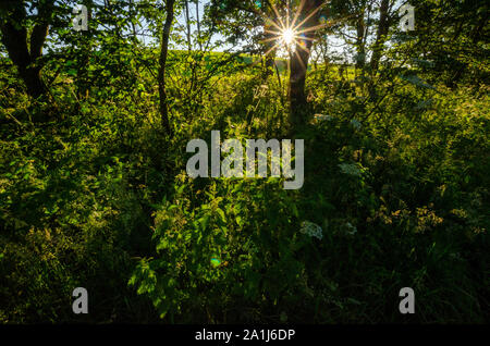 Woodland Szenen in Dumfries und Galloway Schottland Großbritannien Stockfoto