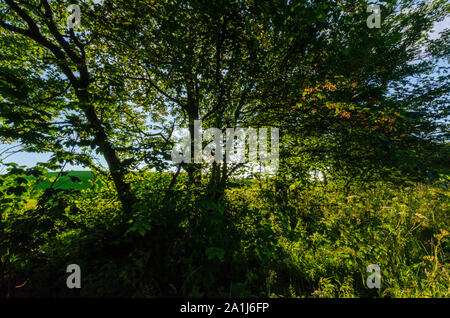 Woodland Szenen in Dumfries und Galloway Schottland Großbritannien Stockfoto