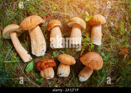 Stapel der frische Speisepilze Nahaufnahme Hintergrund. Viele junge steinpilze. Pilze suchen. Pilze sammeln, Pilze der Saison. Full Frame Stockfoto