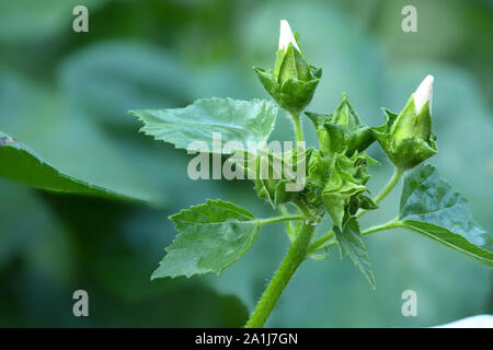 Weiße сonvolvulus Atropurpurea, schöne Blume blühen im Garten. Hochauflösendes Foto. Volle Tiefenschärfe. Stockfoto