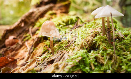 Waldboden mit Pilzen im Herbst, selektive konzentrieren. Stockfoto