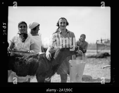 Nahalal. Girls' landwirtschaftliche Ausbildung Schule. Molkerei. Die Fütterung der Kälber Stockfoto