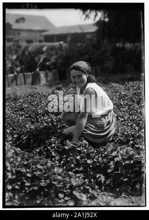 Nahalal. Landwirtschaftliche Schule für Mädchen. Kommissionierung Veilchen. Eine bessere Klasse Stadt Mädchen mit Migrationshintergrund in der Landwirtschaft Stockfoto