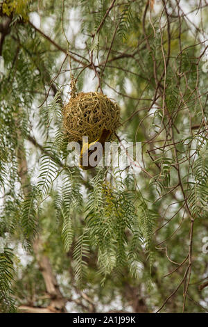 Eine goldene Palme Weaver Vogel - Ploceus bojeri - und ihr Nest, Südafrika Stockfoto