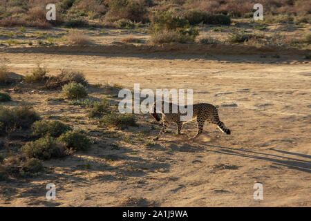 Cheetah wandern in Game Reserve in Südafrika mit Fleisch Stockfoto