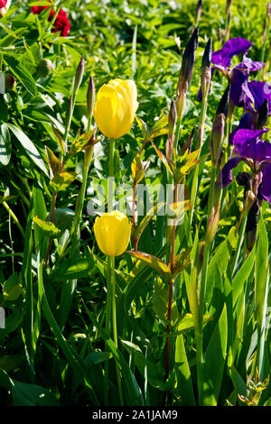 Blumen im Dirleton Castle Garten. East Lothian, Schottland Stockfoto