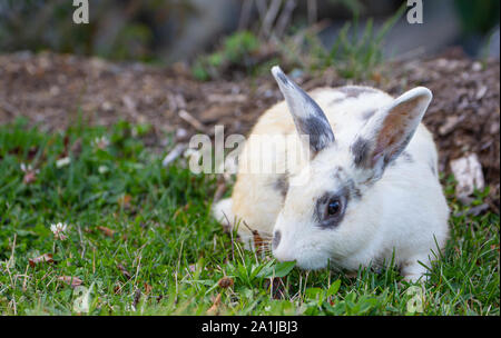 Nahaufnahme eines weißen und grauen Wilde Kaninchen das Kauen auf Gras in einem Holz Clearing am frühen Morgen an den weißen Punkt, Nova Scotia, Kanada. Stockfoto