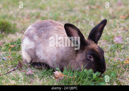 Seite Profil Nahaufnahme eines schwarzen und braunen Wilde Kaninchen Klee Essen auf einer Wiese am frühen Morgen spät im Sommer. Stockfoto