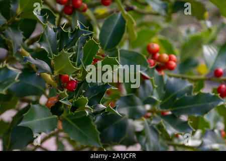 Weihnachten Hintergrund, Ilex aquifolium Stockfoto