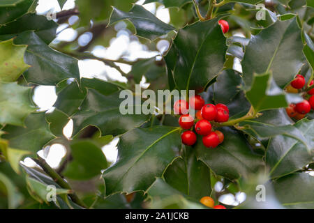 Weihnachten Hintergrund, Ilex aquifolium Stockfoto