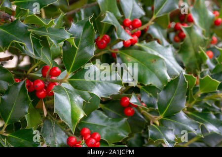 Weihnachten Hintergrund, Ilex aquifolium Stockfoto