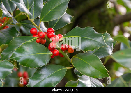 Weihnachten Hintergrund, Ilex aquifolium Stockfoto