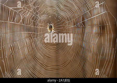 Araneus quadratus Garten Spinnennetz Stockfoto