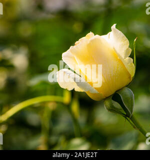 Nahaufnahme von einem einzigen gelbe rose bud, teilweise geöffnet, gegen eine grüne grüne Hintergrund in den öffentlichen Gärten, Halifax, Nova Scotia. Stockfoto