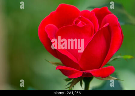 Spät blühende rote Rose gegen eine grüne grüne Hintergrund in meinem eigenen Garten in Oak Mountain, New Brunswick. Stockfoto