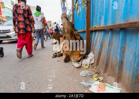 Street Scene mit typischen heilige Kühe, die auf der Straße im Stadtteil Mahipalpur, einem Vorort in der Nähe von Delhi Flughafen in New Delhi, die Hauptstadt Indiens Stockfoto