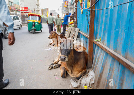 Street Scene mit typischen heilige Kühe, die auf der Straße im Stadtteil Mahipalpur, einem Vorort in der Nähe von Delhi Flughafen in New Delhi, die Hauptstadt Indiens Stockfoto