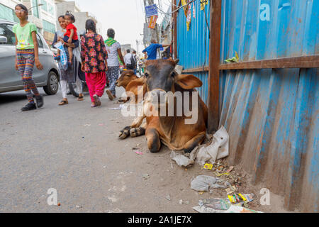 Street Scene mit typischen heilige Kühe, die auf der Straße im Stadtteil Mahipalpur, einem Vorort in der Nähe von Delhi Flughafen in New Delhi, die Hauptstadt Indiens Stockfoto