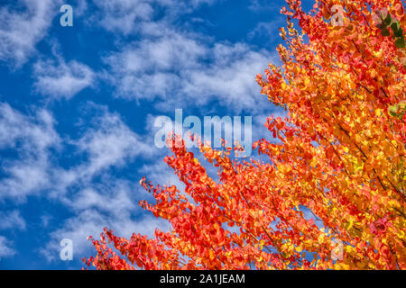 Bunte Blätter gegen einen blauen Himmel mit Wolken Stockfoto