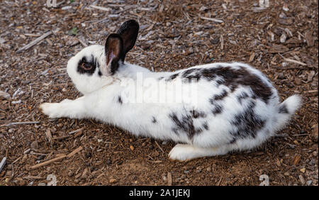 Close up Profil Schoß eines jungen wilden Kaninchen, einzigartige schwarze und weiße Markierungen, die eine grosse Ausdehnung vor dem hopping. Stockfoto