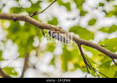 Zikade Bug. Zikade Insekt. Zikade Makro. Zikade Stick auf Baum im Park von Vietnam. Stockfoto