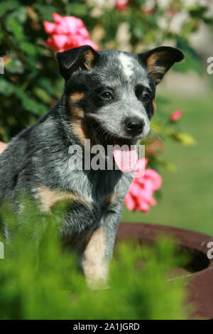 Tolle Welpen Australian Cattle Dog Sitting vor rosa Rose Stockfoto