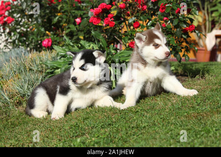 Zwei Welpen der sibirischen Husky liegend vor der roten Blumen Stockfoto