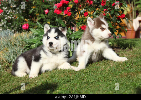 Zwei Welpen der sibirischen Husky liegend vor der roten Blumen Stockfoto