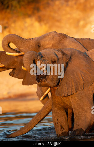 Eine Gruppe von afrikanischen Elefanten Loxodonta africana Trinkwasser aus dem Fluss Chobe Nationalpark in Botswana und leuchtet durch die untergehende Sonne Stockfoto