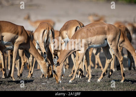 Eine Herde von African Impala Aepyceros melampus Weiden am Ufer des Chobe Nationalpark in Botswana. Stockfoto