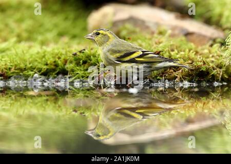 Eurasian siskin (Carduelis spinus), männlich, Trinkwasser an einen Birdbath, Siegerland, NRW, Deutschland Stockfoto