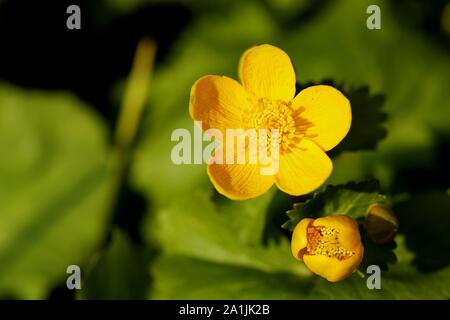 Sumpfdotterblume (Caltha palustris), Blüte, Wilnsdorf, Nordrhein-Westfalen, Deutschland Stockfoto