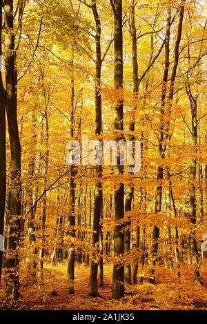 Herbstwald, gemeinsame Buche (Fagus sylvatica), leuchtet in Gelbtönen, Siegerland, NRW, Deutschland Stockfoto