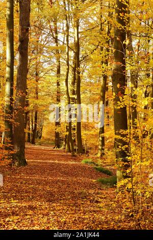 Herbstwald, gemeinsame Buche (Fagus sylvatica), leuchtet in Gelbtönen, Siegerland, NRW, Deutschland Stockfoto