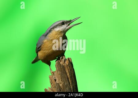 Eurasischen Kleiber (Sitta europaea), sitzt auf Totholz und Pfeifen, Siegerland, NRW, Deutschland Stockfoto