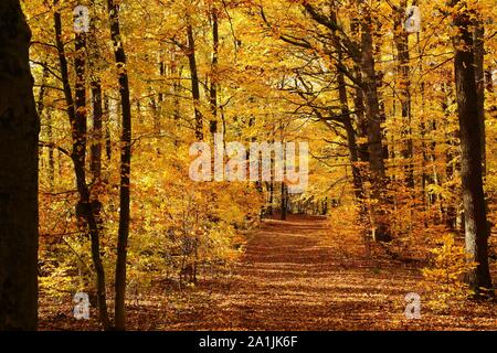 Herbstwald, gemeinsame Buche (Fagus sylvatica), leuchtet in Gelbtönen, Siegerland, NRW, Deutschland Stockfoto