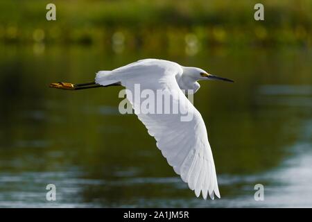 Snowy Egret (Egretta thula), Fliegen über Wasser, Pantanal, Brasilien Stockfoto